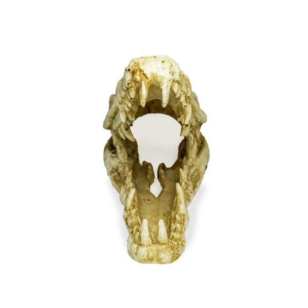 Preview: Lucky Reptile Deco Skull Krokodil